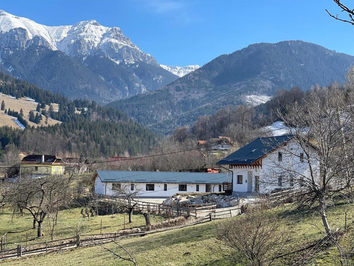 Apartment Merida Bran (Brasov)
